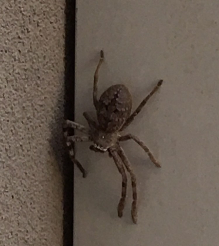 Spiders are not small