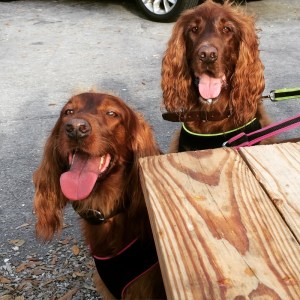 Dog Friendly Beach Box Cafe